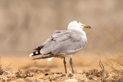 Ichthyaetus audouinii