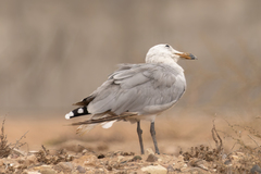 Ichthyaetus audouinii