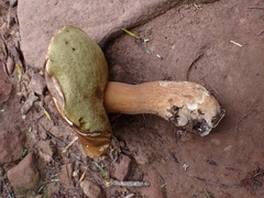 Boletus aereus
