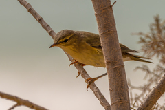 Phylloscopidae