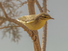 Phylloscopidae