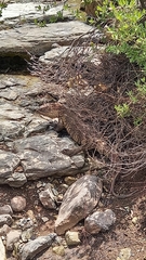 Varanus albigularis albigularis