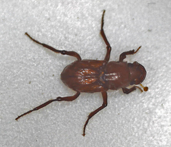 Paracorythoderus marshalli