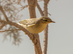 Phylloscopidae