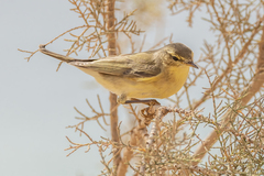 Phylloscopidae