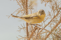 Phylloscopidae