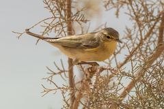 Phylloscopidae