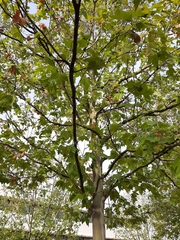 Platanus × hispanica