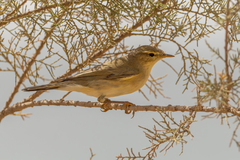 Phylloscopidae