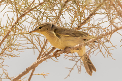 Phylloscopidae