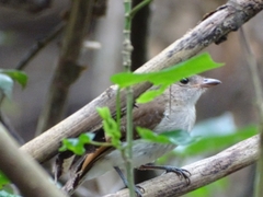 Pachycephala cinerea