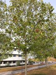 Platanus × hispanica