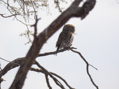 Glaucidium perlatum