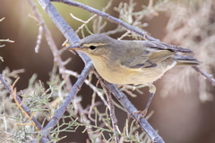 Phylloscopus