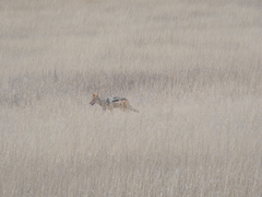 Lupulella mesomelas mesomelas