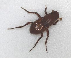 Paracorythoderus marshalli