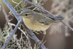 Phylloscopus
