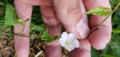 Convolvulus farinosus