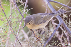 Phylloscopus