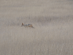 Lupulella mesomelas mesomelas
