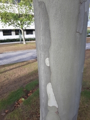 Platanus × hispanica