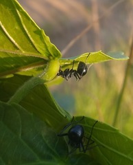 Polyrhachis gagates