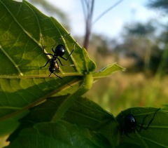 Polyrhachis gagates