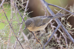 Phylloscopus