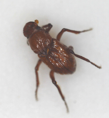 Paracorythoderus marshalli
