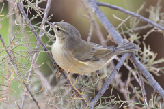 Phylloscopus