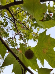 Platanus × hispanica