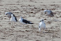 Larus fuscus