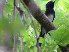 Terpsiphone atrocaudata