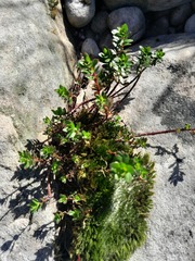 Laurembergia repens