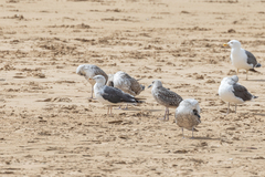 Larus fuscus