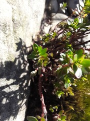 Laurembergia repens