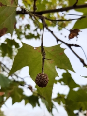 Platanus × hispanica