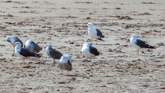 Larus fuscus