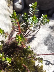 Laurembergia repens