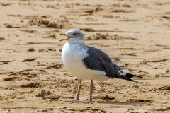 Larus fuscus