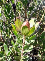 Leucadendron strobilinum