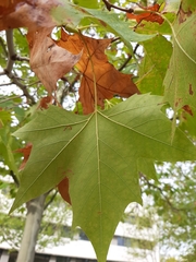 Platanus × hispanica