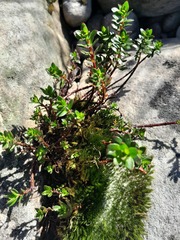 Laurembergia repens
