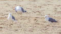 Larus fuscus