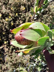 Leucadendron strobilinum