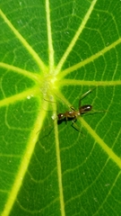 Anoplolepis gracilipes