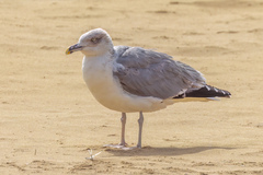 Larus michahellis