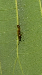Anoplolepis gracilipes