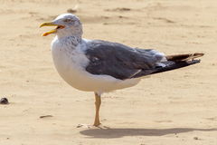 Larus fuscus