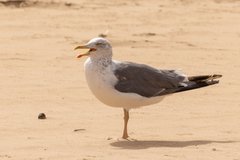 Larus fuscus